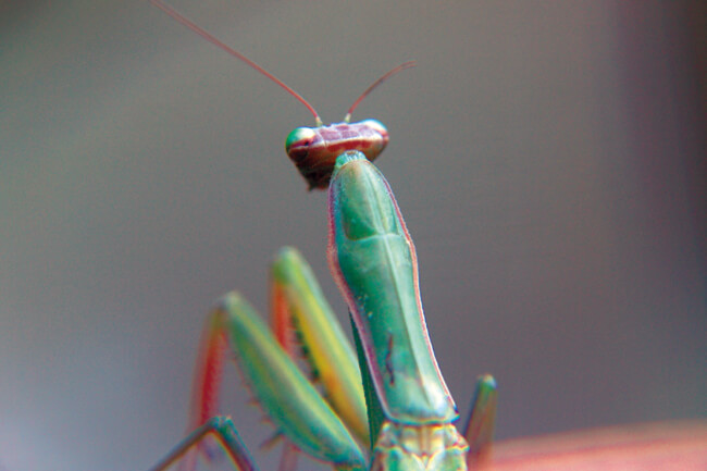 EIN NATUR-ERLEBNIS